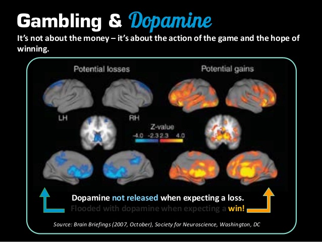 Dopamine is not released when expecting a loss. Dopamine floods the brain when expecting a win.